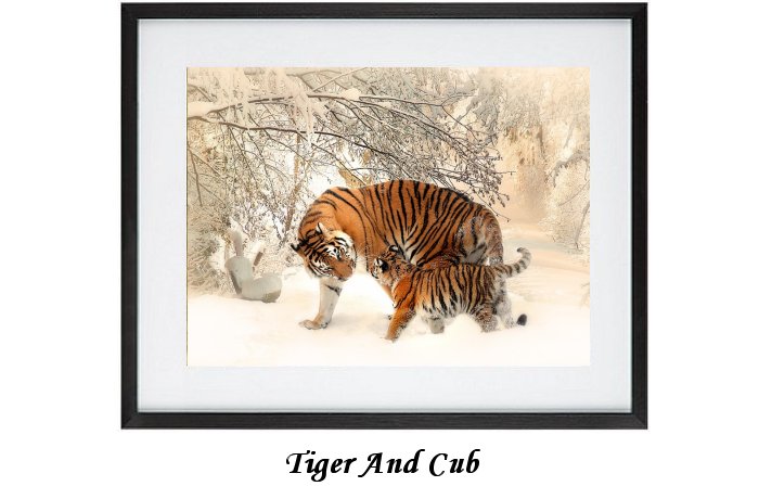 Tiger And Cub